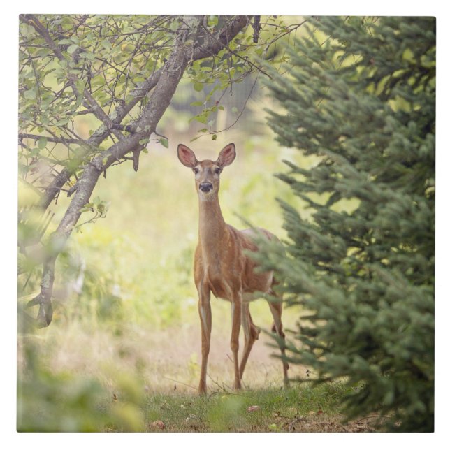 Carreau Un cerf solitaire  (Devant)