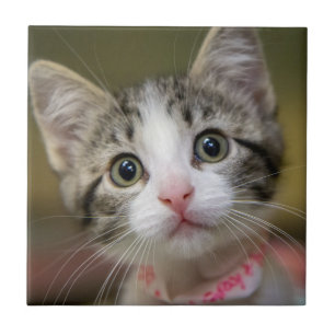 Carreau Un chaton mignon aux yeux verts