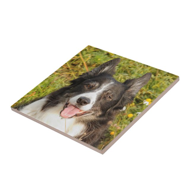 Carreau Un Collie Bordure Très Amical (Côté)