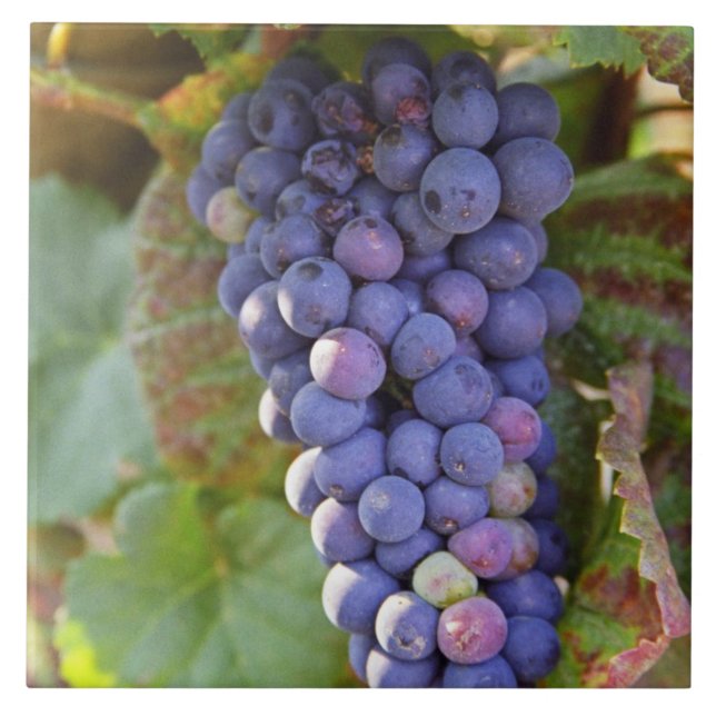 Carreau Un groupe de raisins Pinot Noir dans un Chambertin (Devant)