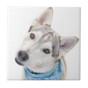 Carreau Un mélange sibérien d'Husky se tortille la tête