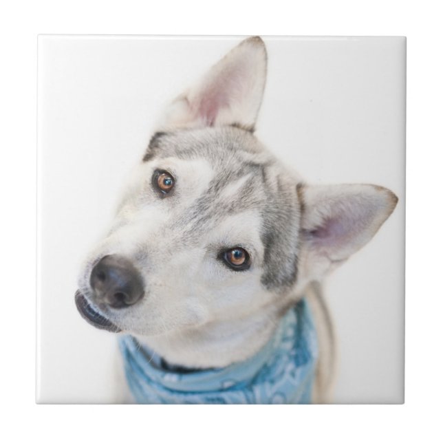 Carreau Un mélange sibérien d'Husky se tortille la tête (Devant)
