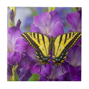 Carreau Un papillon viceroi sur des glaïeuls violets