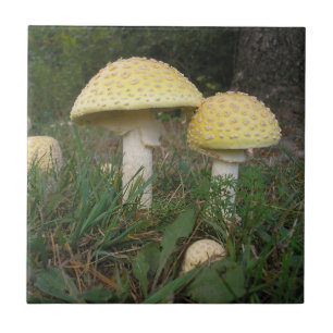 Carreau Un Plaisir Champignons !