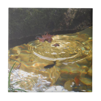 Carreau Underwater Trout feeding in Smoky Mountain creek