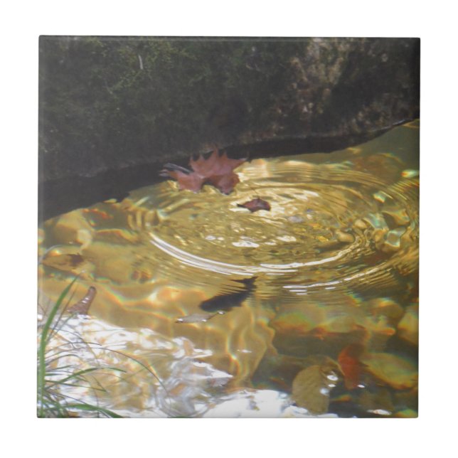 Carreau Underwater Trout feeding in Smoky Mountain creek (Devant)