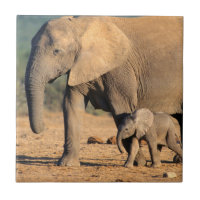 Une mère éléphant d'Afrique et son petit en mouvem