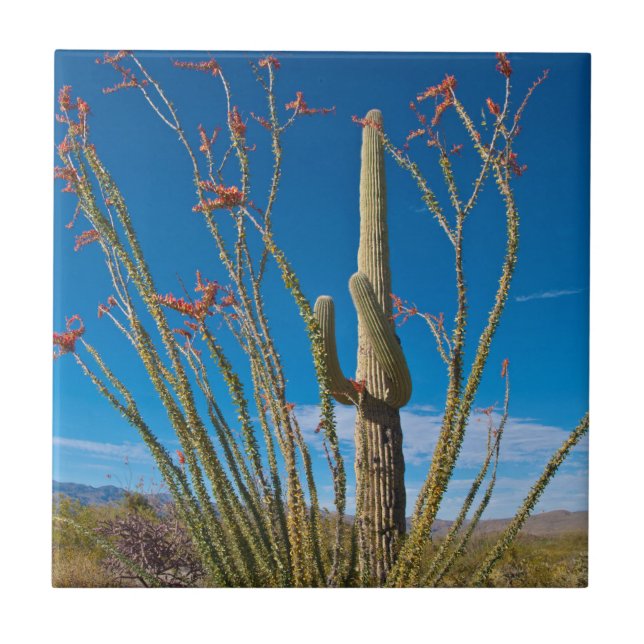 Carreau USA, Arizona. Cactus Dans Le Parc National Du Sagu (Devant)