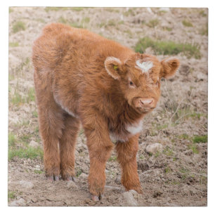 Carreau Vache écossaise à montagne de bébé