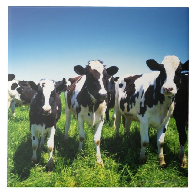 Carreau Vaches dans le domaine, ville de Betsukai, (Devant)