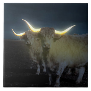 Carreau Vaches Highland Qui Jaillissent Dans L'Obscurité, 