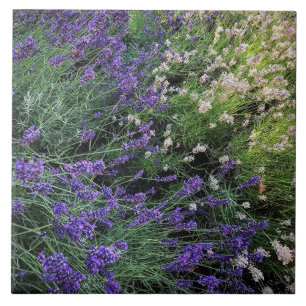 Carreau Variété de Lavande