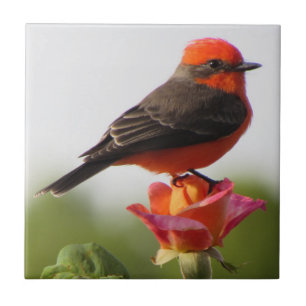 Carreau Vermilion Flycatcher sur Rose