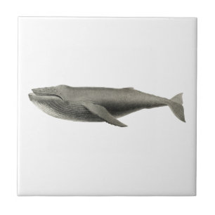 Carreau vie marine "BALEINE" TILE CÉRAMIQUE