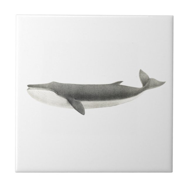 Carreau vie marine "BALEINE" TILE CÉRAMIQUE (Devant)