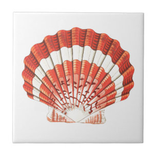 Carreau vie marine "SCALLOP SEASHELL" TILE CÉRAMIQUE