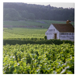 Carreau vignoble Chambertin Clos de Beze Grand Cru avec