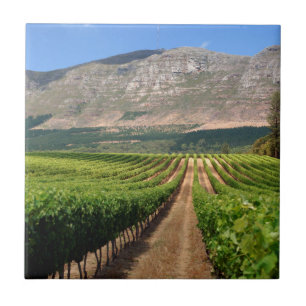 Carreau Vignobles du domaine viticole Groot Constantia
