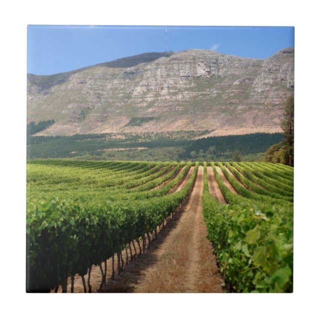 Carreau Vignobles du domaine viticole Groot Constantia (Devant)