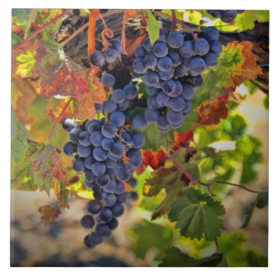 Carreau Vins et vignes d'automne Vignoble Art