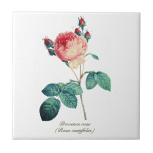 Carreau Vintage Botanique Rose Provence Rose Floral