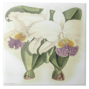 Carreau Vintage Cattleya Mendelii Bella