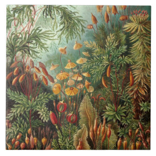 Carreau Vintage Ernst Haeckel Mosses