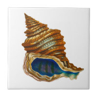 Vintage Mollusk Shell par George Shaw