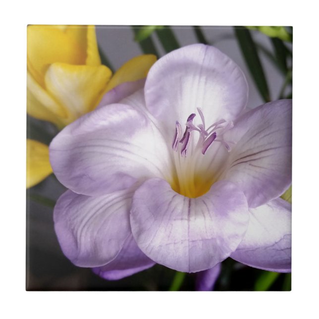 Carreau violet freesia (Devant)