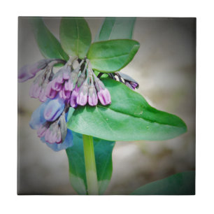 Carreau Virginina Bluebells