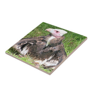 CARREAU VULTURE