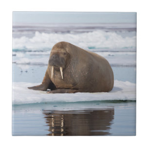 Carreau Walrus resting on ice, Norway