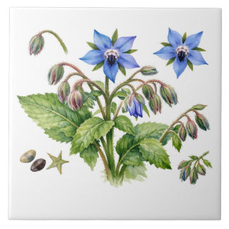 Carreau Watercolor Borage Herb Flowers and Leaves 