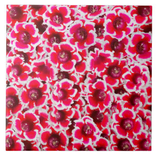 Carreau Weigela Florida Flowers