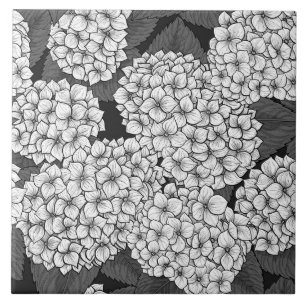 Carreau White hydrangea