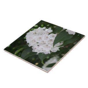 Carreau White Mountain Laurel Flowers Feuilles verts