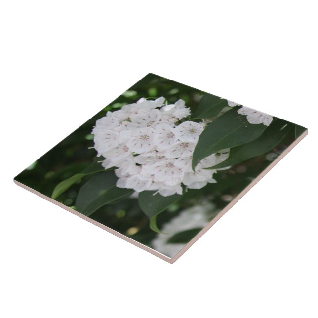 Carreau White Mountain Laurel Flowers Feuilles verts (Côté)