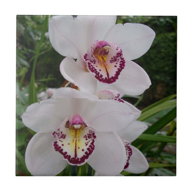 Carreau White Orchids Beautiful Tropical Flowers (Devant)