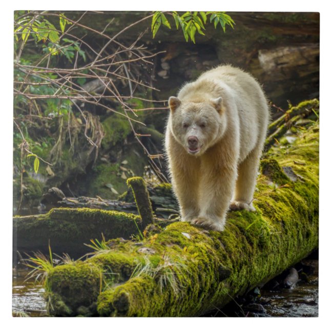 Carreau White Spirit Bear | British Columbia, Canada (Devant)