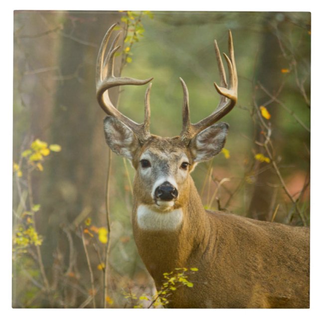 Carreau Whitetail Deer Buck | Corégone, Montana (Devant)