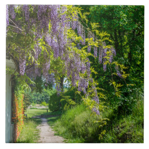 Carreau Wisteria sur une dalle en céramique de la voie de 