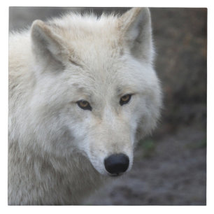 Carreau Wolf 001