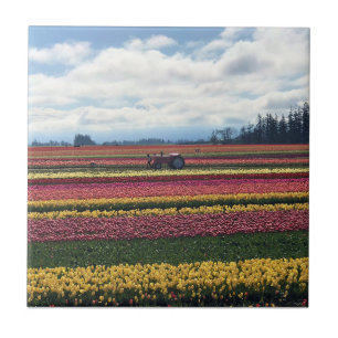 Carreau Wooden Shoe Tulip Farm, Woodburn, Oregon