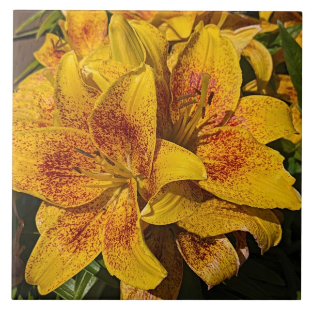 Carreau Yellow Astiatic Lily Blooms Floral (Devant)