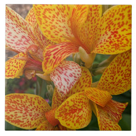 Carreau Yellow Canna Lily with Red Speckles Floral