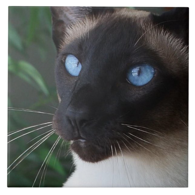 Carreau Yeux bleus de chat siamois (Devant)