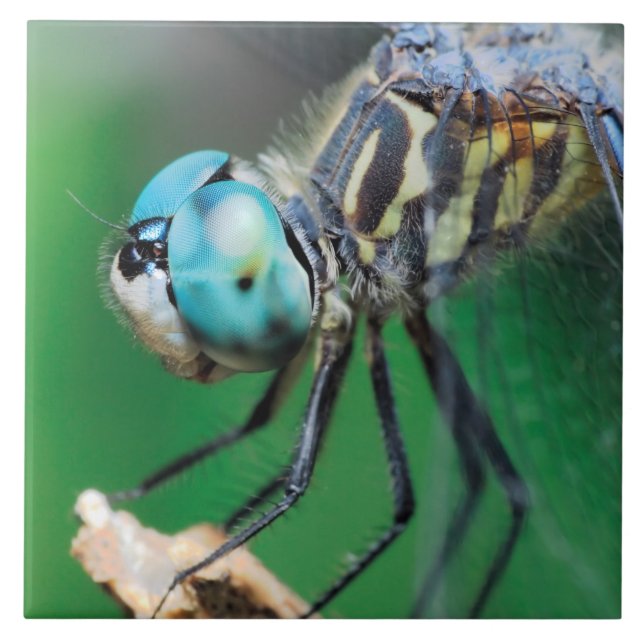 Carreau Yeux bleus de plan rapproché de Darner de (Devant)