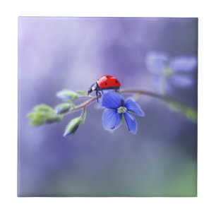 Carreaux céramique LADYBUG