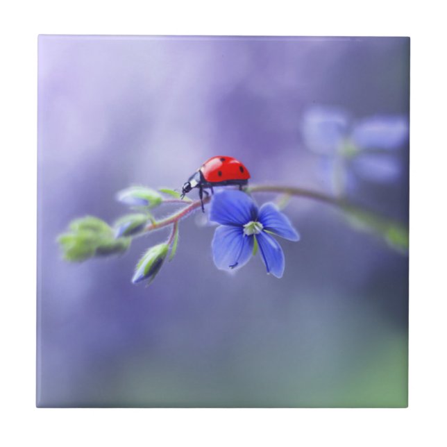 Carreaux céramique LADYBUG (Devant)
