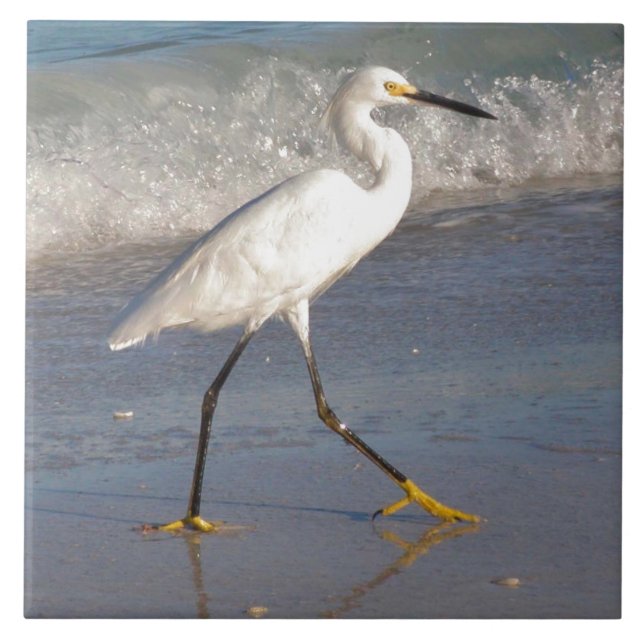 Carreaux d'aigle blanc (Devant)